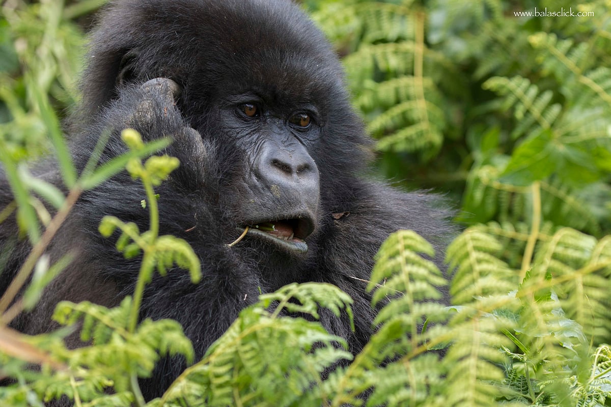 Travel contest : என் ஷூவைத் தடவிய குட்டி கொரில்லா! : ருவாண்டா மலையேற்றம் கொடுத்த த்ரில் அனுபவம்