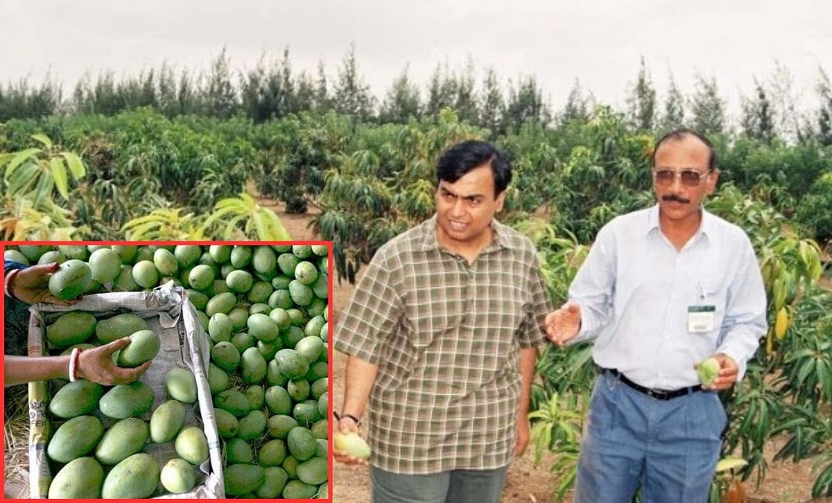 Ambani: 600 ஏக்கர், 200 மா வகையில் 1.50 லட்சம் மாமரங்கள்; அம்பானியின் மாந்தோப்பு பற்றி தெரியுமா?