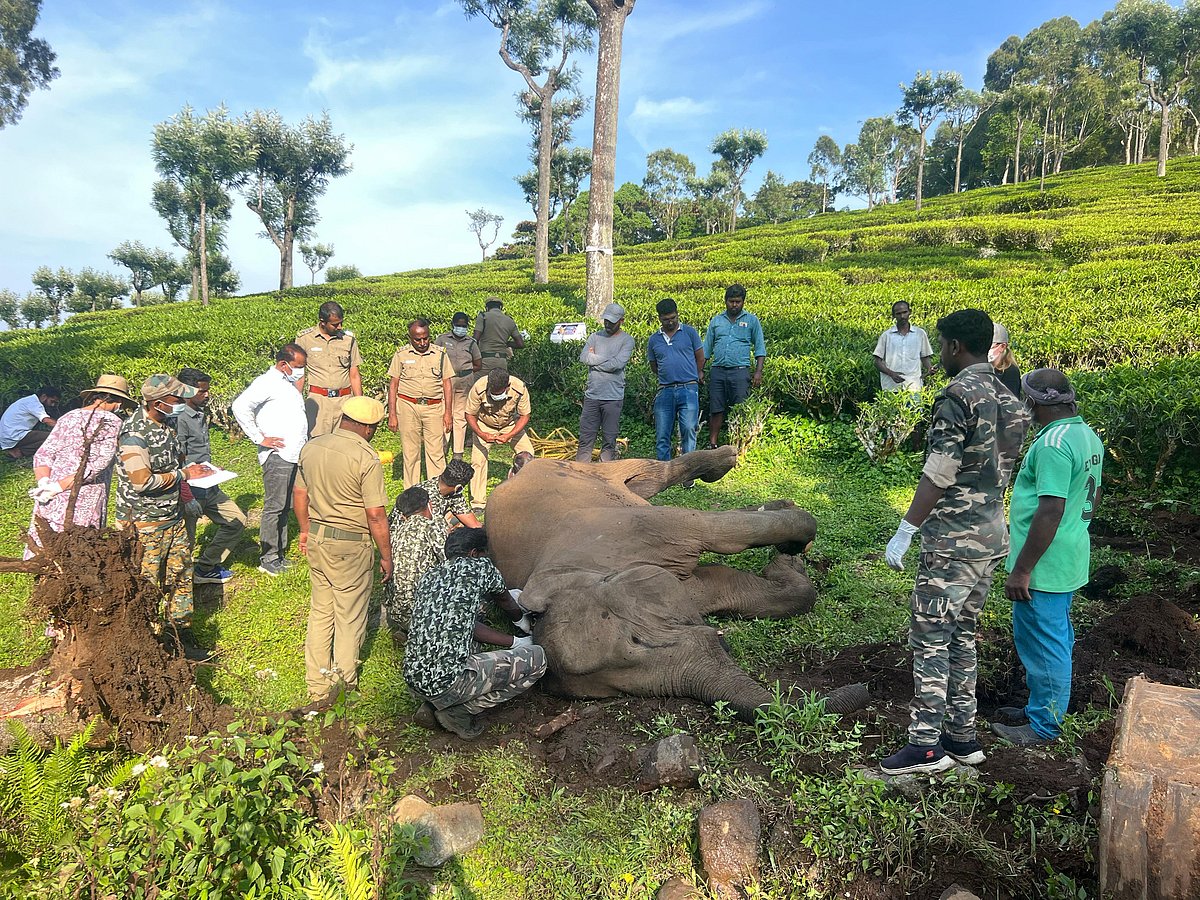கோத்தகிரி: குறைமாத குட்டி ஈன்று இறந்து கிடந்த தாய் யானை.. என்ன காரணம்? - குழப்பத்தில் வனத்துறை