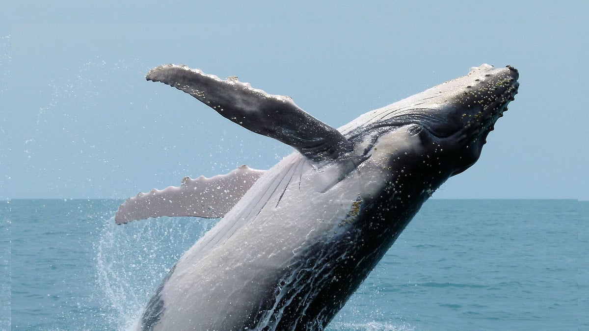 திமிங்கலத்தின் சிறுநீரால் கடலுக்கு இவ்வளவு நன்மைகளா? - ஆராய்ச்சியாளர்களின் ஆச்சர்ய தகவல்கள்!