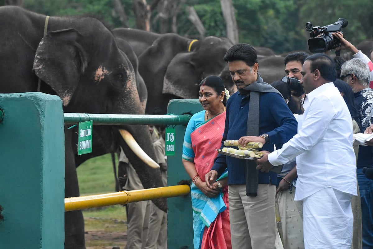 யானைகளுக்கு கரும்பு, பாகன்களுக்கு குடியிருப்பு!  - முதல்வர் ஸ்டாலின் முதுமலை ட்ரிப் அப்டேட்ஸ்..
