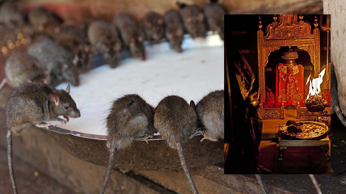 `எலிகள் தொட்ட தண்ணீர் மருந்து' - பிரதமர் மோடி சென்ற கர்னி மாதா கோயில் வரலாறு என்ன?