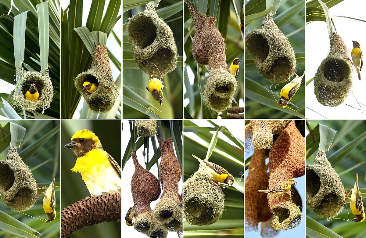 அழகிய பாதுகாப்பான கூடு கட்டும் தூக்கணாம் குருவி! - மனதை கவரும் க்ளிக்ஸ்!