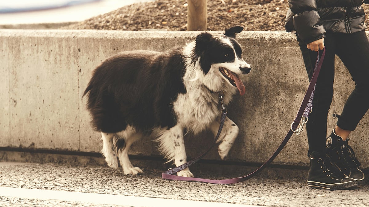 Iran: நாய்கள் நடைபயிற்சி செய்ய தடை விதிக்கும் ஈரான் - என்ன காரணம்?