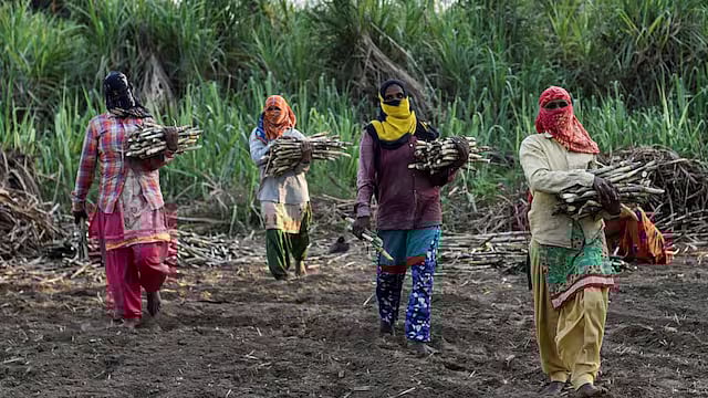 மகாராஷ்டிரா: கரும்பு வெட்டும் பெண் தொழிலாளர்களுக்கு கட்டாய கர்ப்பபை நீக்கமா?