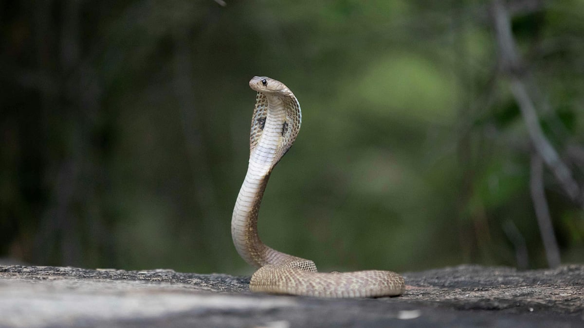 `எவரெஸ்ட் பனி மலையில் பிடிபட்ட ராஜநாகங்கள்' - எச்சரிக்கும் காலநிலை; சூழல் விஞ்ஞானிகள் அஞ்சுவது ஏன்?