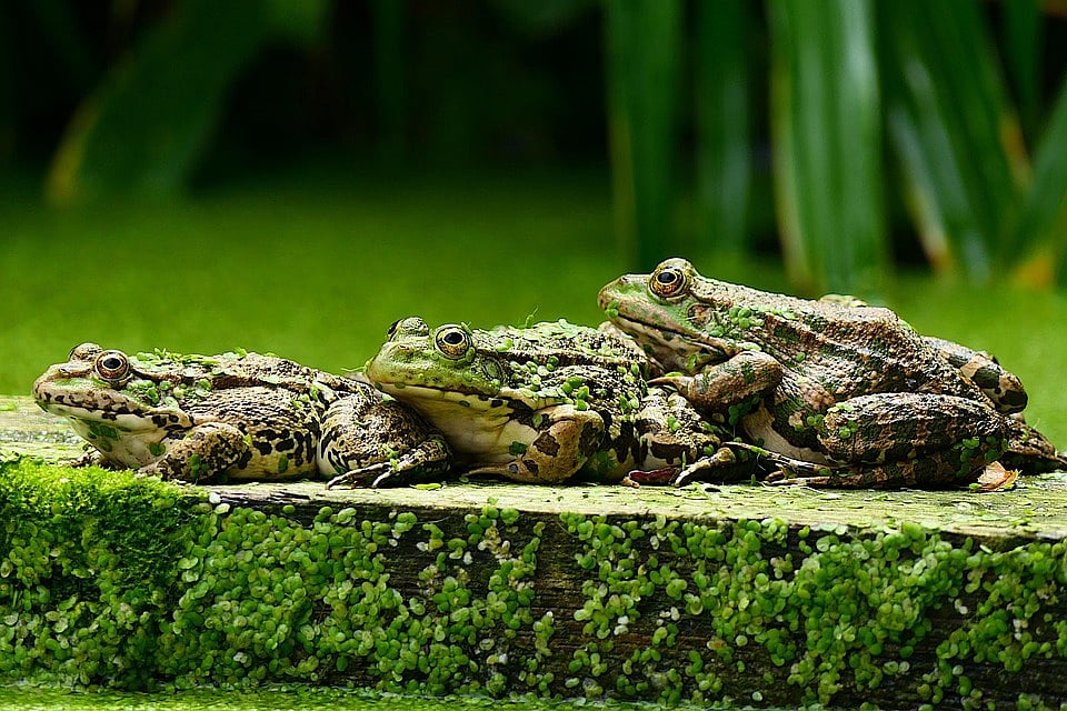 Survival: ஆண் தவளையுடன் இனச்சேர்க்கையைத் தவிர்க்கும் பெண் தவளைகள்; ஏன் தெரியுமா? 