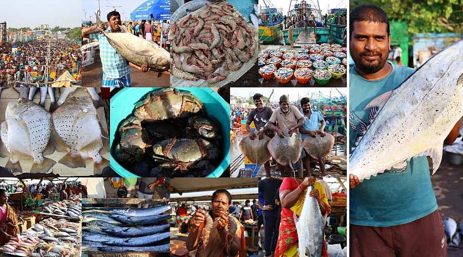 சென்னை காசிமேடு: மீன்பிடி தடைக்காலம் முடிந்து முதல் ஞாயிறு; வகை வகையான மீன்கள் | Photo Album