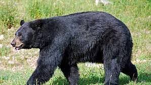 நெல்லை: குடியிருப்பு பகுதிக்குள் மீண்டும் உலா.. வீடு புகுந்து எண்ணெய் குடித்துச் சென்ற கரடி!