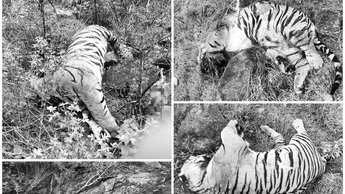 Tiger Death: மாட்டிறைச்சியில் பூச்சி மருந்து.. துடிதுடித்து மடிந்த 5 புலிகள்; வனத்தில் என்ன நடந்தது?