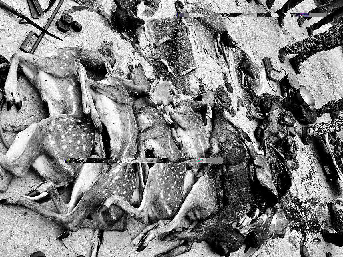 Poaching: குவியல் குவியலாக புள்ளிமான் சடலங்கள், துப்பாக்கிகள் - வனத்துறை அதிர்ச்சி; என்ன நடந்தது?