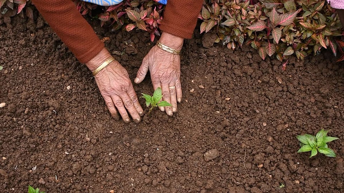 Ooty : 75 ரகங்களில் 2 லட்சம் மலர் நாற்றுகள்; 2 -ம் சீசனுக்கு தயாராகும் சிம்ஸ் பூங்கா!