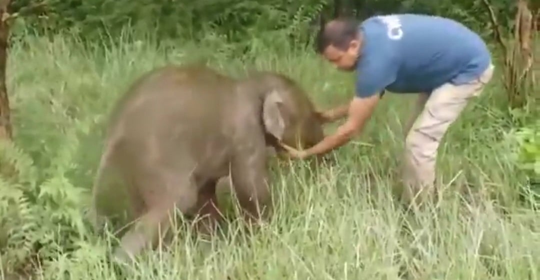 Kaziranga: தாயை பிரிந்து சாலையில் பரிதவித்த குட்டி யானை; கூட்டத்துடன் சேர்க்க வனத்துறை செய்த மேஜிக்!