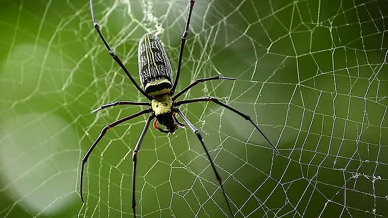Spiders: தங்களுடைய வலைகளையே சாப்பிடும் சிலந்திகள்; அறிவியல் சொல்லும் காரணம் தெரியுமா?