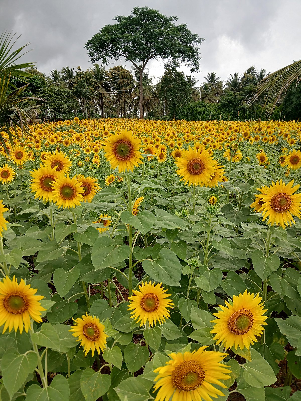Sunflower: கண்ணுக்கு எட்டும் தூரம் வரை மஞ்சள் அலை... செல்ஃபி ஸ்பாட்டாக மாறிய குண்டல்பேட்!