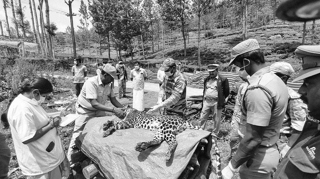 நீலகிரி: சிறுத்தைகளைக் காவு வாங்கும் சுருக்கு கம்பிகள்; என்ன செய்யப்போகிறது வனத்துறை?