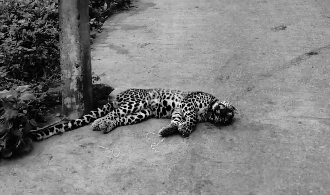 நீலகிரி: மின் கம்பத்தின் கீழ் காயங்களுடன் இறந்து கிடந்த பெண் சிறுத்தை; வனத்துறை சொல்வது என்ன?