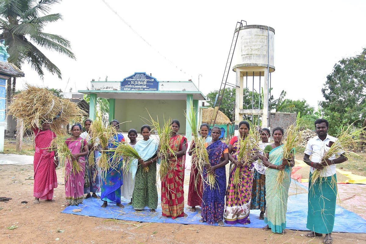 Kavuni: 10,000 ஏக்கரில் கவுனி சாகுபடி; போதிய விலை கிடைக்காததால் விவசாயிகள் அவதி; பின்னணி என்ன?