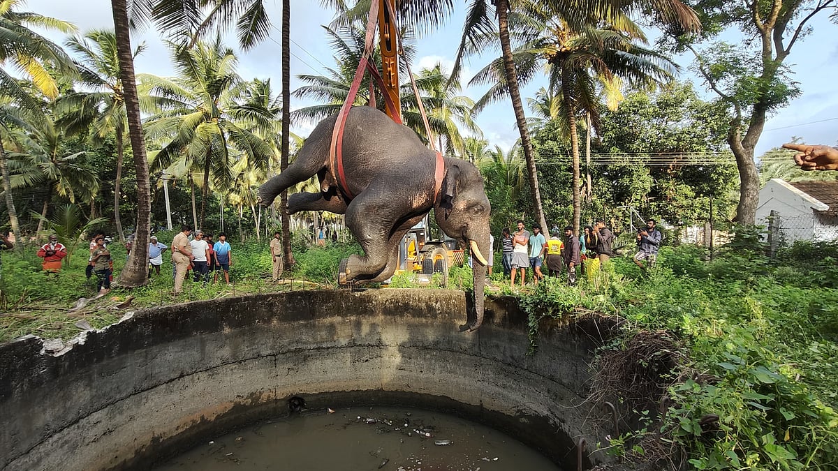 கோவை: 25 அடி கிணற்றில் தவறி விழுந்த ஆண் யானை பரிதாபமாக உயிரிழப்பு
