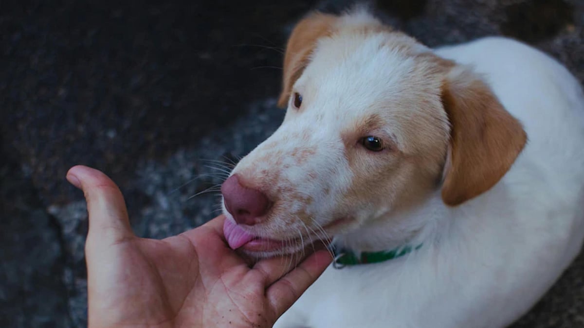 இங்கிலாந்து: செல்லமாக நக்கிய வளர்ப்பு நாய்; ஒரு வாரத்தில் இறந்துபோன 83 வயது பெண்மணி; என்ன நடந்தது?