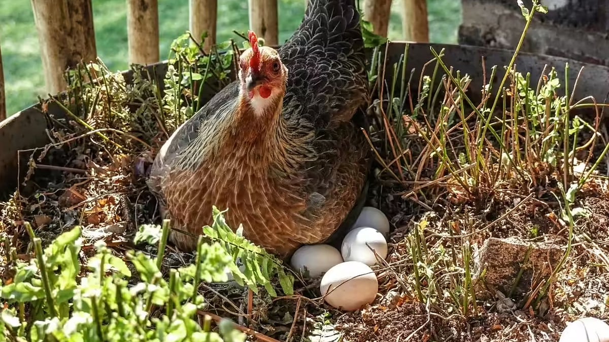 ஸ்வீடன்: கோழிகளை கூண்டுகளில் அடைக்காமல் முட்டை உற்பத்தி செய்துவரும் நாடு - பின்னணி என்ன?
