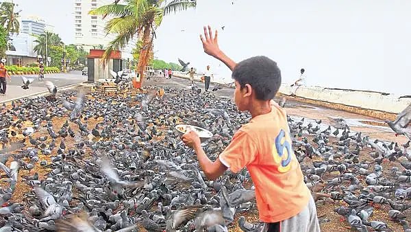 பொதுமக்களுக்கு தடை: புறாக்களுக்கு தீனி போடும் மும்பை மாநகராட்சி; மக்கள் என்ன சொல்கிறார்கள்?