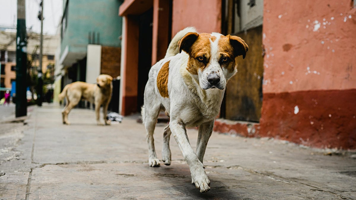 `பாரிஸில் தெரு நாய்களை நீக்கியபோது என்ன நடந்தது?' - மேனகா காந்தி சொன்ன வரலாறு!
