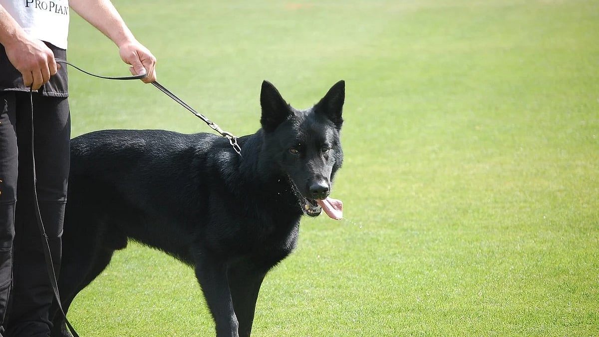 வளர்ப்பு நாய் கடித்ததில் ஈரோடு இளைஞர் உயிரிழப்பு - ரேபிஸ் பரவ காரணம் என்ன?