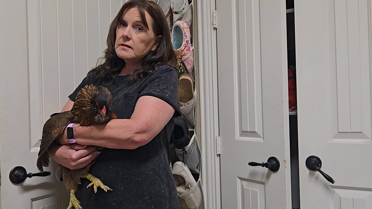 `ஒரு கோழியின் கதை' ஆயுளைக் கடந்து; 14 ஆண்டுகள் கடந்து வாழும் ’உலகின் வயதான கோழி’ - ஆச்சர்ய பின்னணி