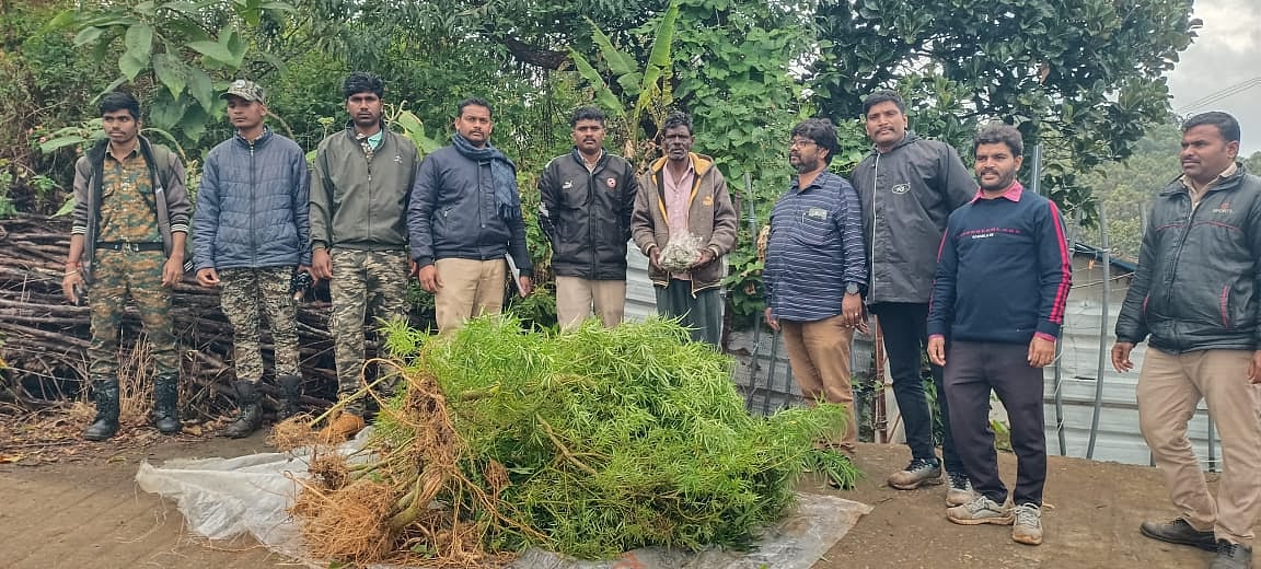 ஊட்டி: வீட்டு வாசலில் கஞ்சா சாகுபடி; மான் கறியில் உப்புக் கண்டம்; வனத்துறை சோதனையில் அதிர்ச்சி தகவல்