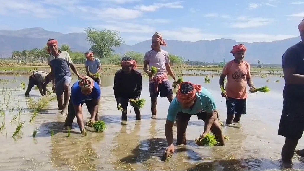 கூமாப்பட்டியில் நெல் நடவு செய்ய, கொல்கத்தாவில் இருந்து வடமாநிலத்தினர் வருகை!