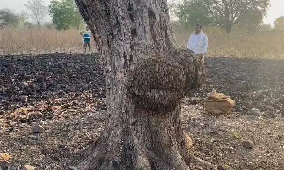 மரத்துக்கு ரூ.5 கோடி இழப்பீடு கேட்ட நபர்; மதிப்பு ரூ.11,000 என தெரிந்ததால் ரயில்வே அதிர்ச்சி