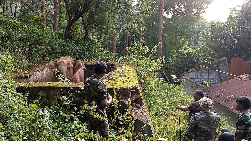 குன்னூர்: திறந்தவெளி தண்ணீர் தொட்டியில் விழுந்து தவித்த யானை; போராடி மீட்ட வனத்துறை