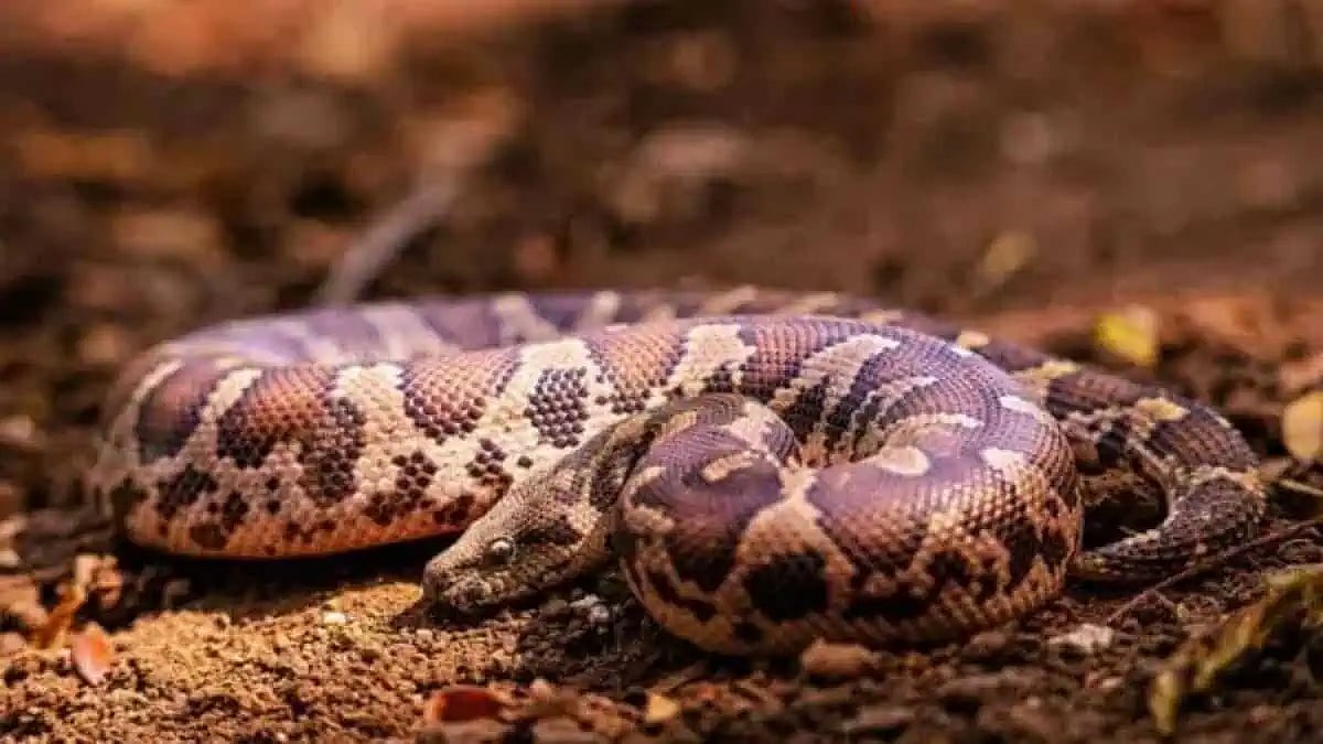 ஆந்திரா: தன்னைக் கடித்த பாம்பை போதையில் திரும்பக் கடித்துத் துப்பிய நபர்; உயிருக்குப் போராடும் சோகம்