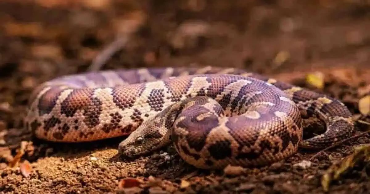 Worker Snake ஆந்திரா பிரதேசம்: தன்னைக் கடித்த பாம்பை குடிபோதையில் திரும்பக் ...