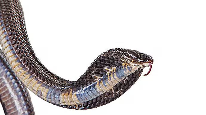 உ.பி வரதட்சணை கொடுமை: 