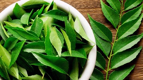 கறிவேப்பிலை பயன்கள் : கேச வளர்ச்சி, கட்டுக்குள் சர்க்கரை, கல்லீரலுக்குக் காவல் - விரிவான தகவல்கள் 