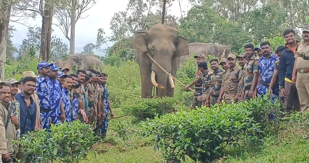 கூடலூர்: மனிதர்களைத் தாக்கி வந்த யானை ராதாகிருஷ்ணன்; கும்கிகளின் உதவியோடு வனத்துறை பிடித்தது எப்படி?