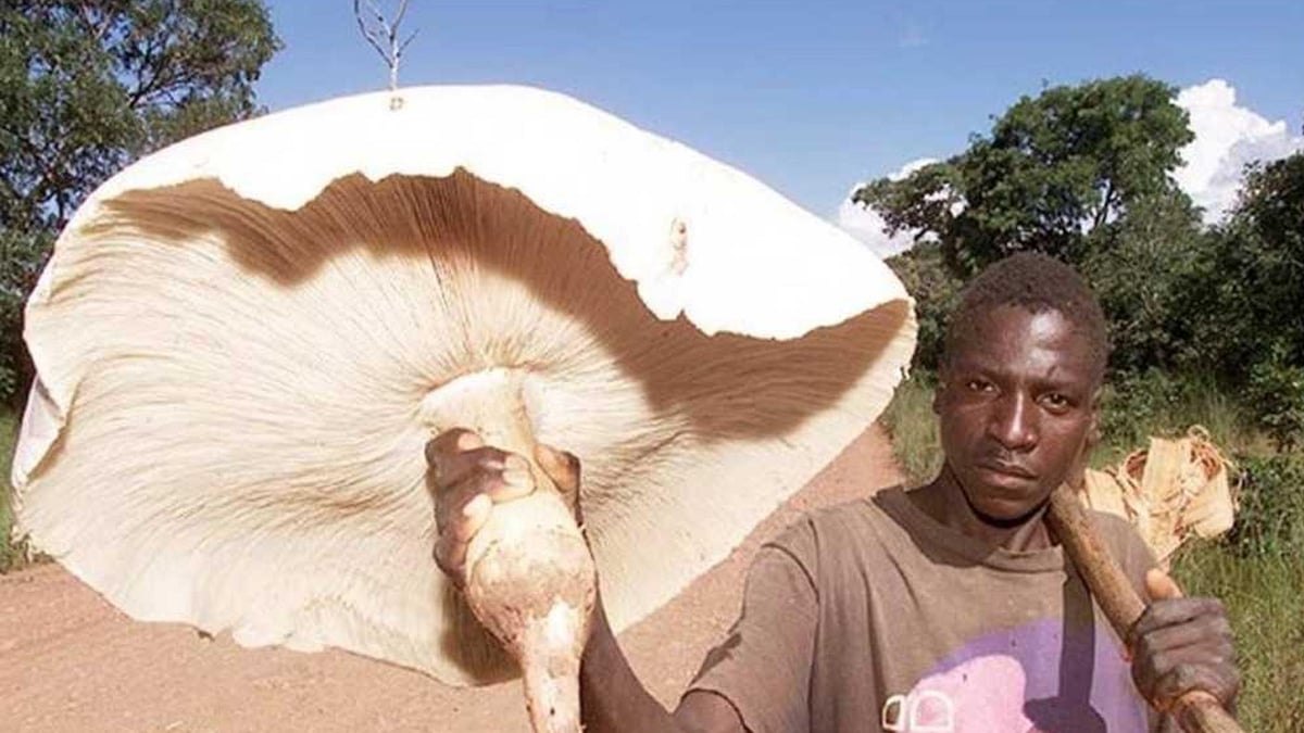 கரையான்களால் வளர்க்கப்படும் உலகின் மிகப்பெரிய காளான் பற்றித் தெரியுமா?