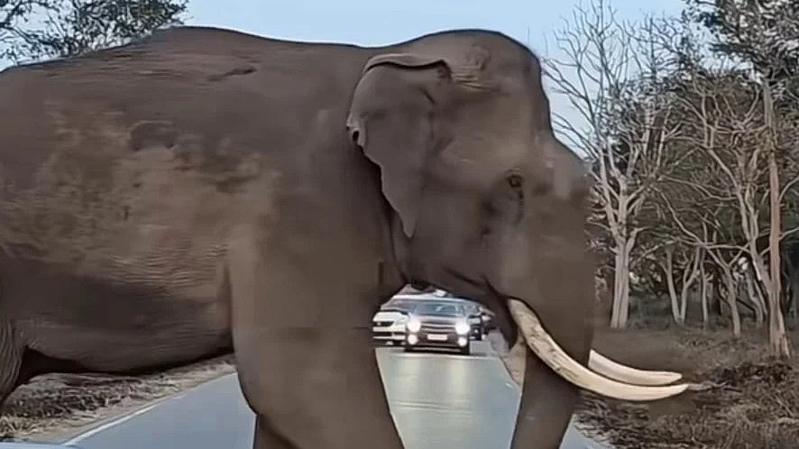 நீலகிரி: வாழிடம் இழந்த யானைகள் தாக்குதல் - ஒரே நாளில் 2 பேர் உயிரிழந்த சோகம்