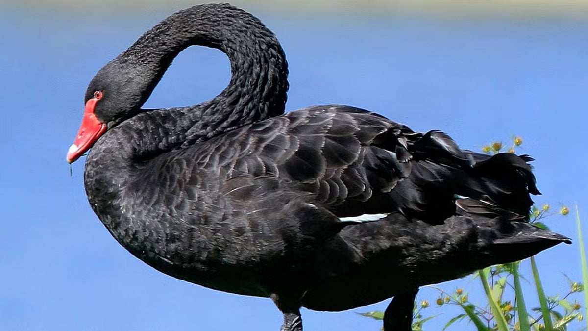 Black Swan: இங்கிலாந்திலுள்ள நகரத்தை விட்டு விரட்டியடிக்கப்படும் அன்னப் பறவை; என்ன காரணம் தெரியுமா?