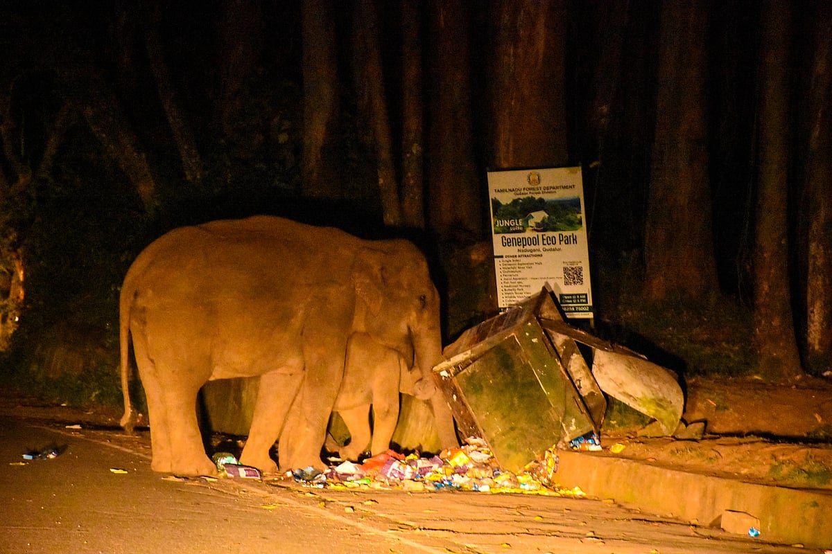 கூடலூர்: குட்டியுடன் குப்பை தொட்டியில் உணவு தேடி அலையும் தாய் யானை; கேலிக்கூத்தாகும் சூழல் சுற்றுலா?