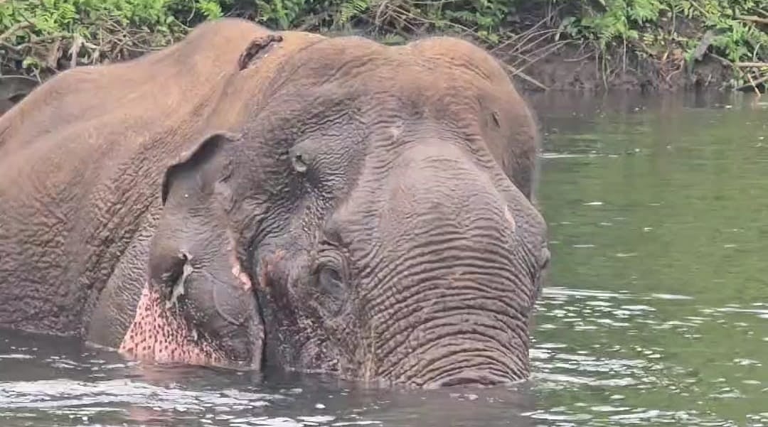 கோவை: காயத்துடன் 3 நாள்களாக ஆற்றில் நிற்கும் யானை - சிகிச்சை அளிக்க வனத்துறை தீவிரம்