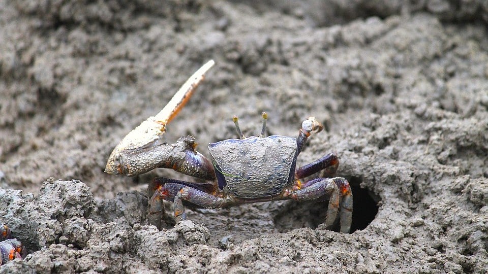 நண்டு தெரியும்; தில்லை நண்டுகள் தெரியுமா உங்களுக்கு? 