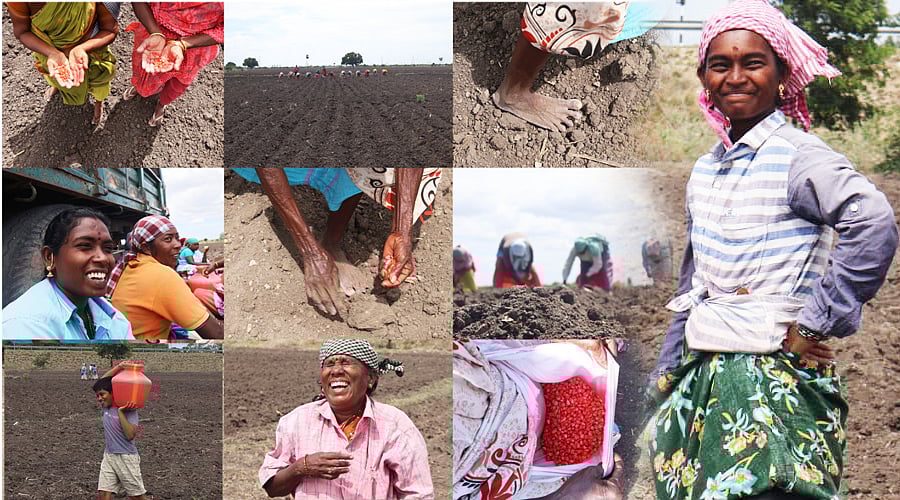 மானாவாரி காட்டில் மக்காச்சோளம் விதை நடவு - ஒரு போட்டோ பயணம்!