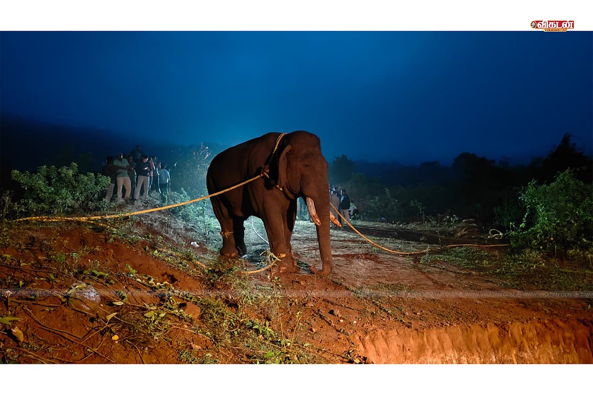 கோவை: மயக்க ஊசி கும்கிகள் - போராடி பிடிக்கப்பட்ட ரோலக்ஸ் யானை!