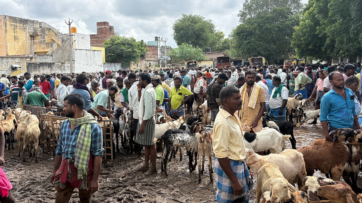 தீபாவளி : மதுரை திருமங்கலம் - உசிலம்பட்டி சாலையில் களைகட்டிய ஆட்டுச்சந்தை!