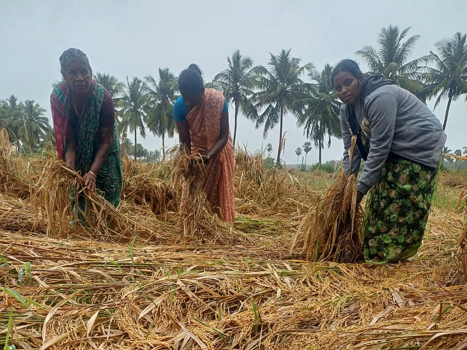 ”நானும் குடும்பமும் பிழைப்போமான்னு தெரியல
