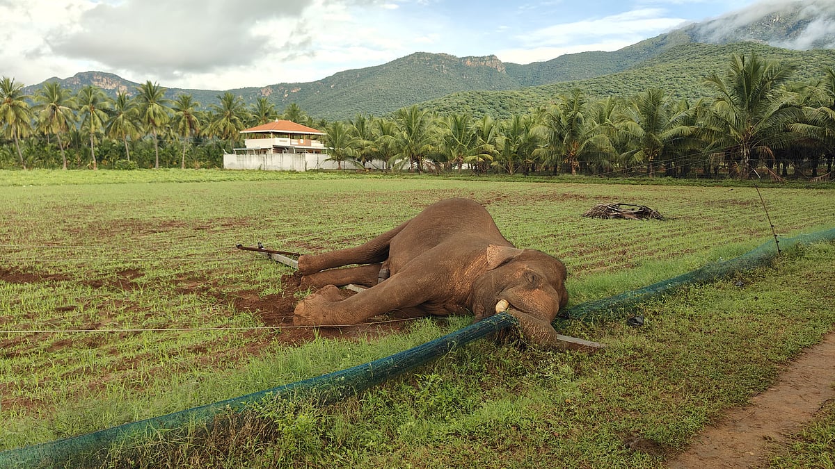கோவை திடீரென சாய்ந்த மின் கம்பம் - கண் இமைக்கும் நொடியில் யானைக்கு நடந்த சோகம்