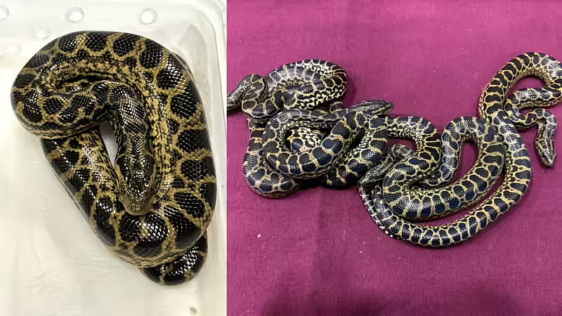 மும்பை: 'அனகோண்டா குட்டிகள், உடும்புகள், ஆமைகள்' - தாய்லாந்திலிருந்து கடத்தி வந்த பெண் கைது